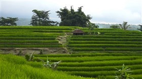 The Farm