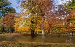 Autumn Park