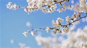 Sakura Cherry Blossoms in Japan