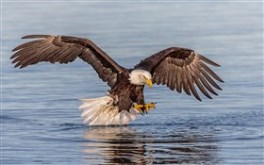 Bald Eagle Fishing