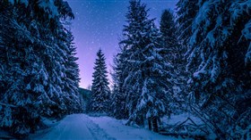 Winter Trees Covered in Snow